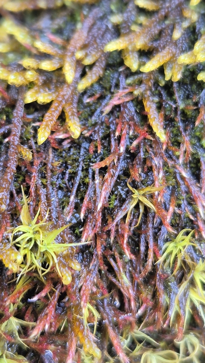 Intricate Orthothecium Moss photo 7