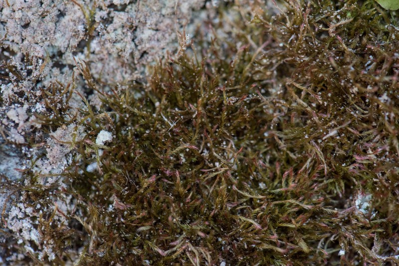 Intricate Orthothecium Moss photo 8