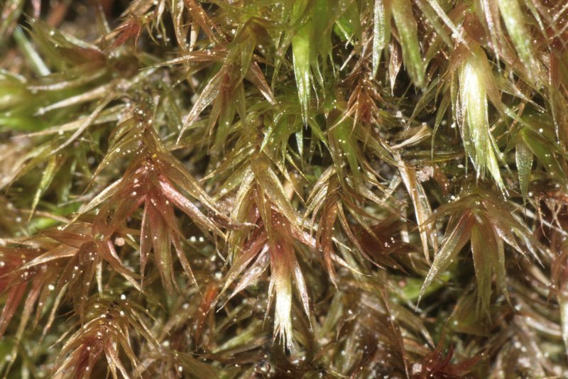 Orthothecium Moss