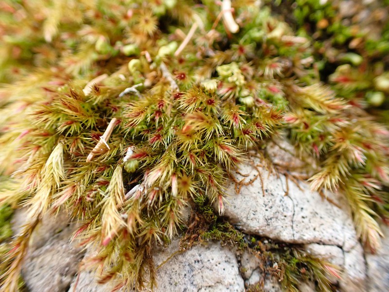 Orthothecium Moss