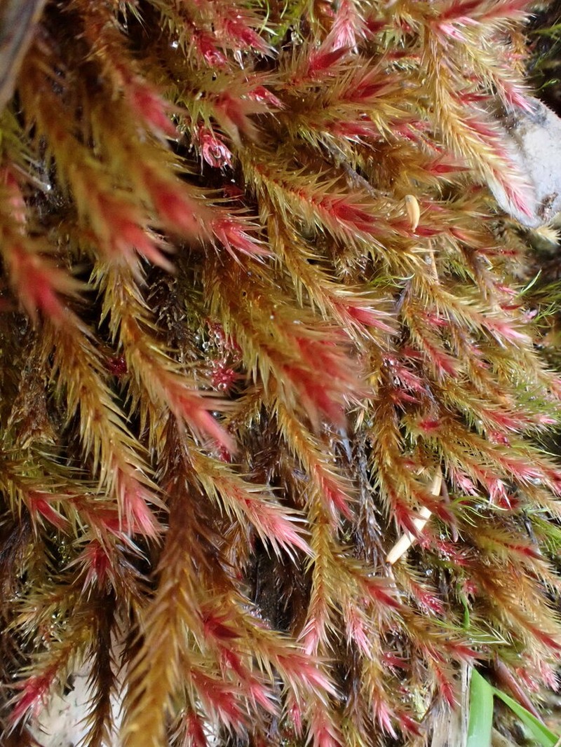 Orthothecium Moss photo 2