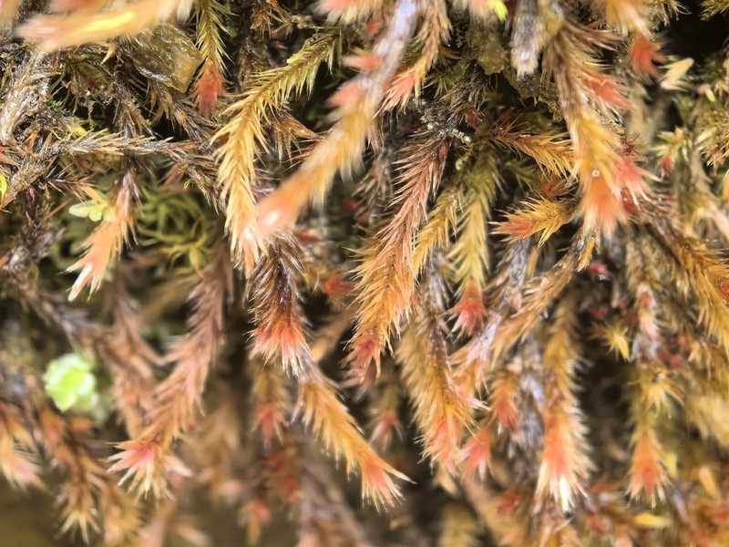 Orthothecium Moss photo 3