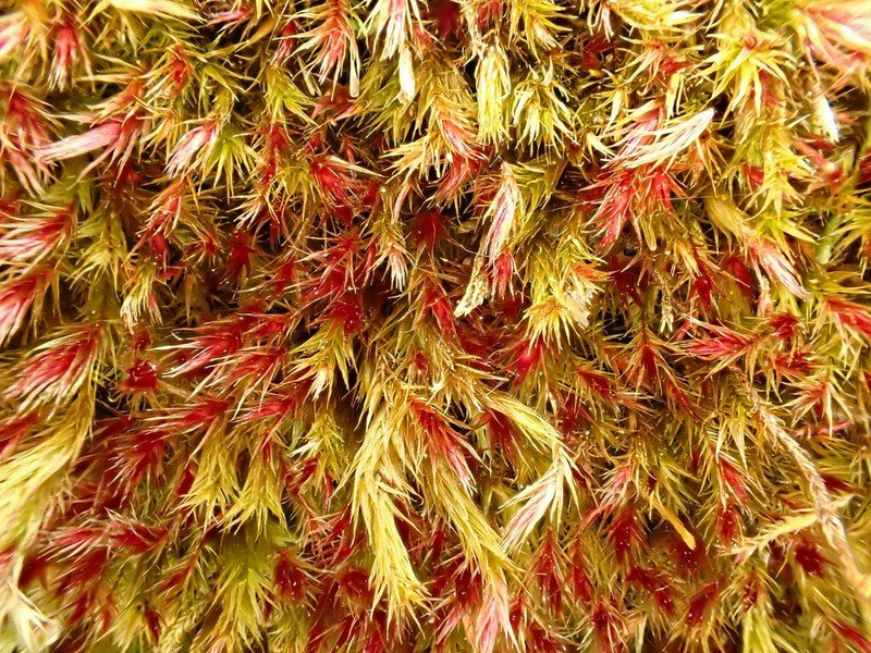 Orthothecium Moss photo 4