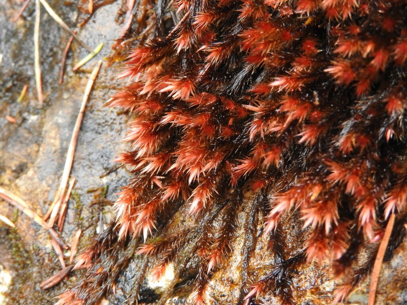 Orthothecium Moss photo 5