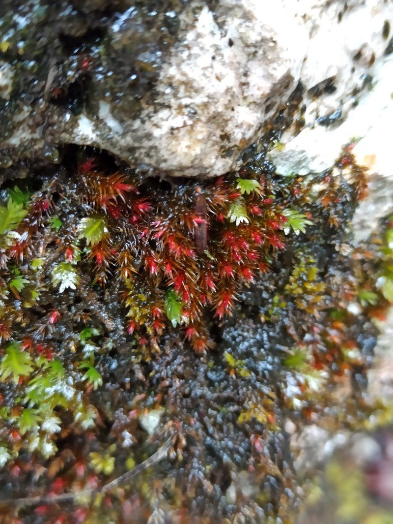 Orthothecium Moss photo 6
