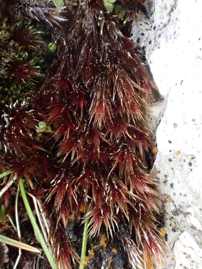 Orthothecium Moss photo 7