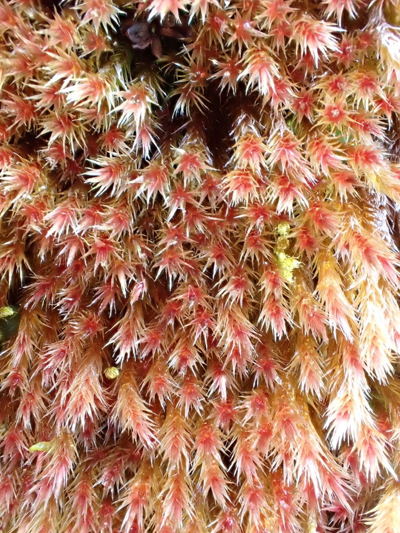 Orthothecium Moss photo 8