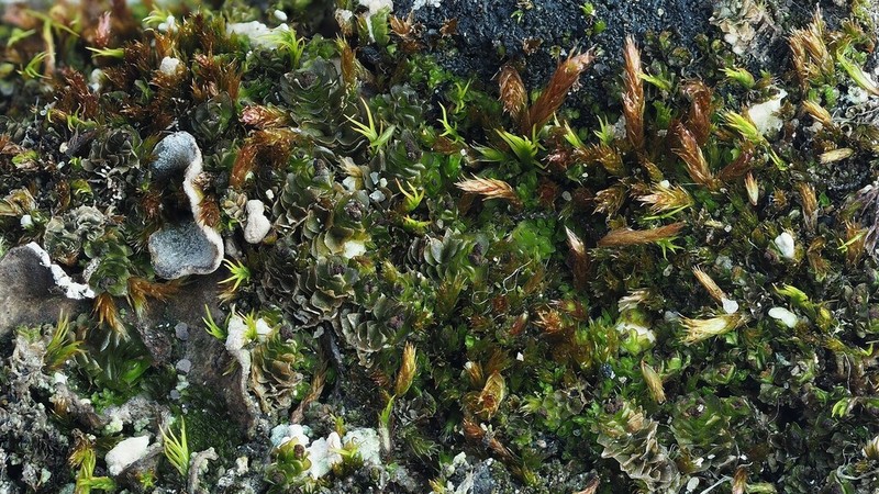 Orthothecium Moss
