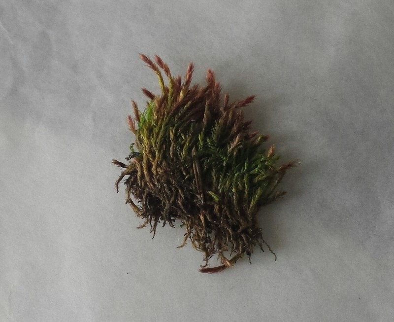 Orthothecium Moss photo 4