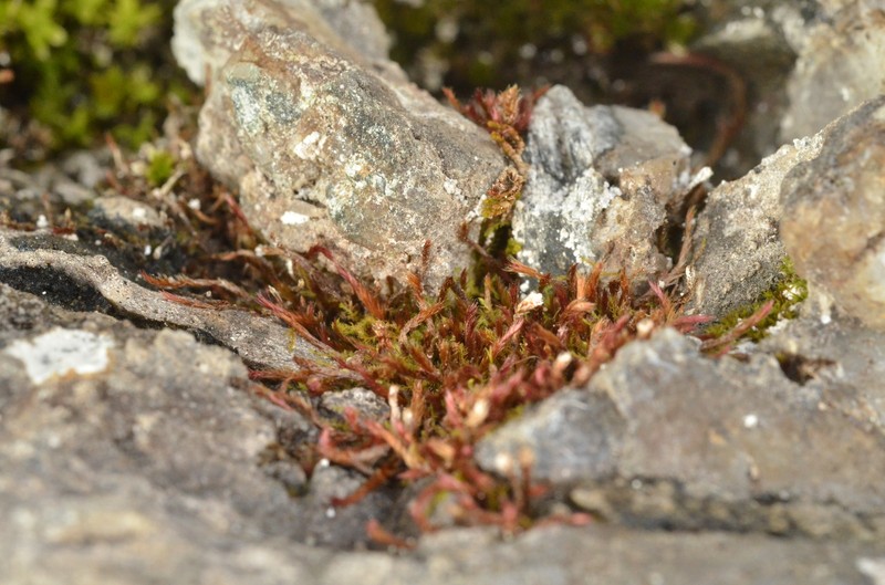 Orthothecium Moss photo 6