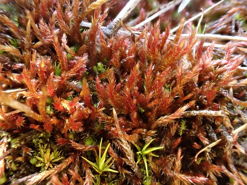Orthothecium Moss photo 7