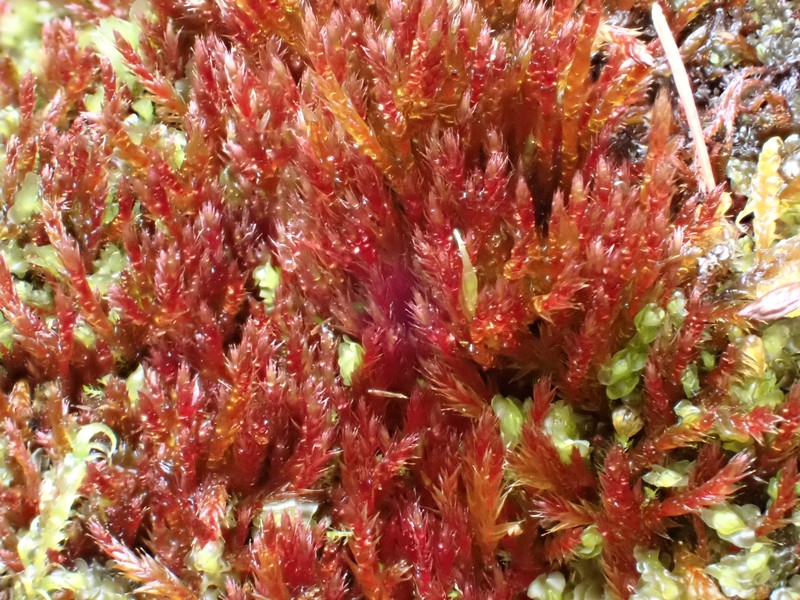 Orthothecium Moss photo 8