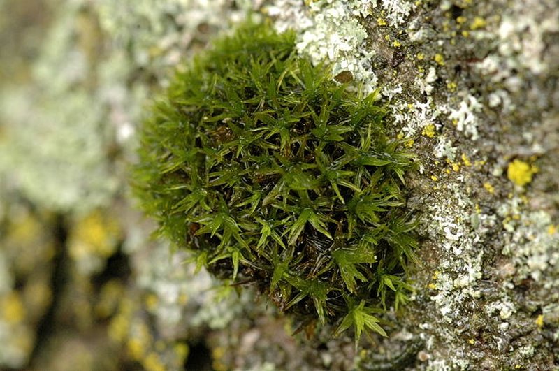 Orthotrichum Moss