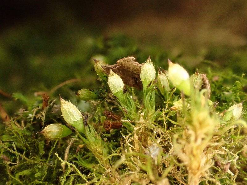 Orthotrichum Moss photo 3