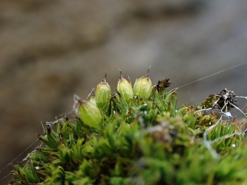 Orthotrichum Moss photo 4
