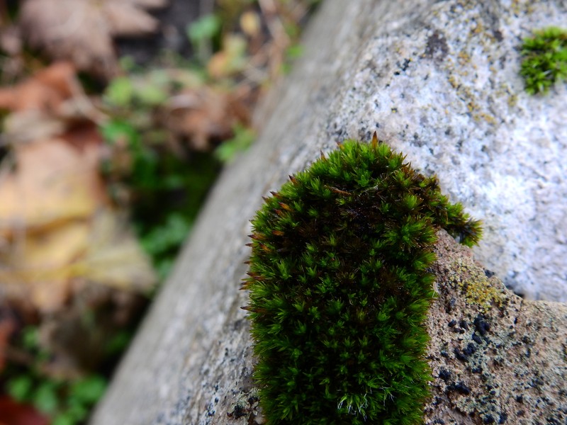 Orthotrichum Moss photo 2