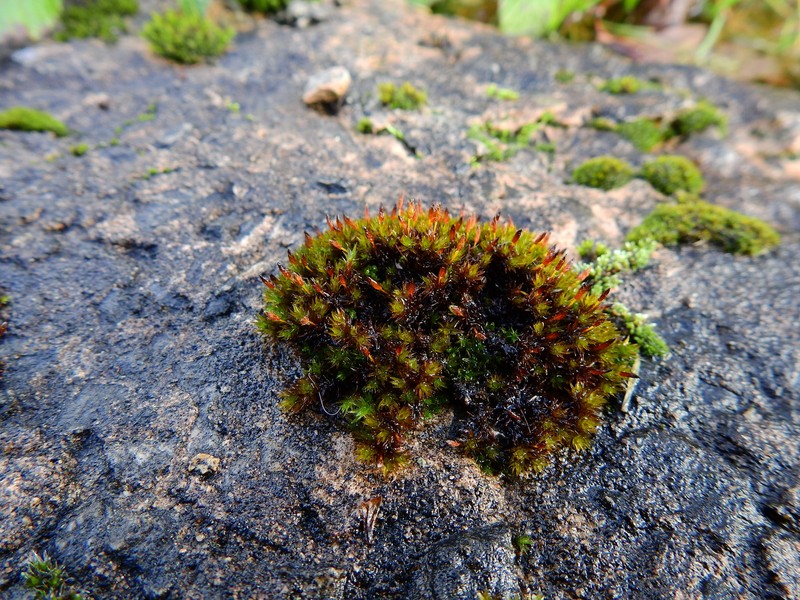 Orthotrichum Moss photo 3