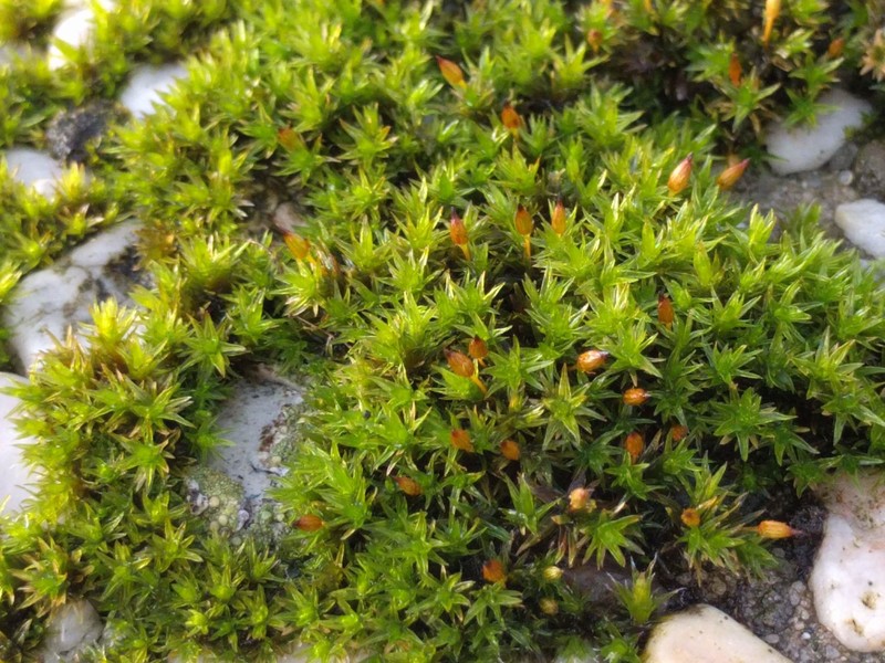 Orthotrichum Moss photo 4