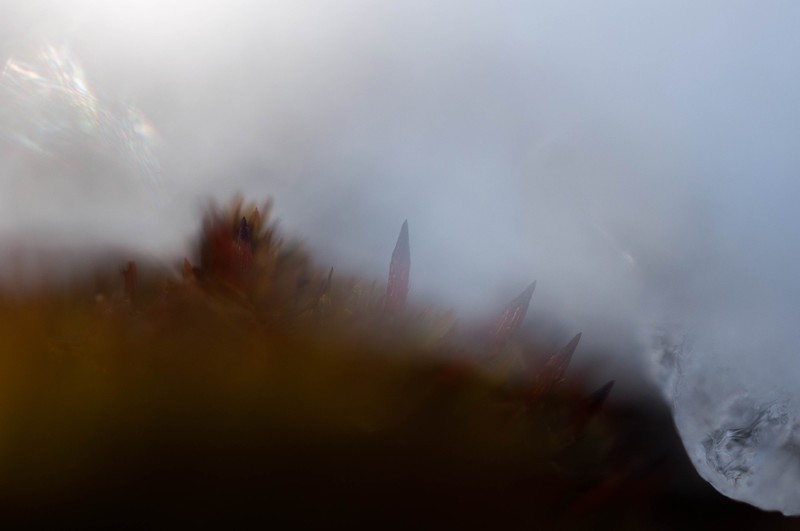 Orthotrichum Moss photo 5