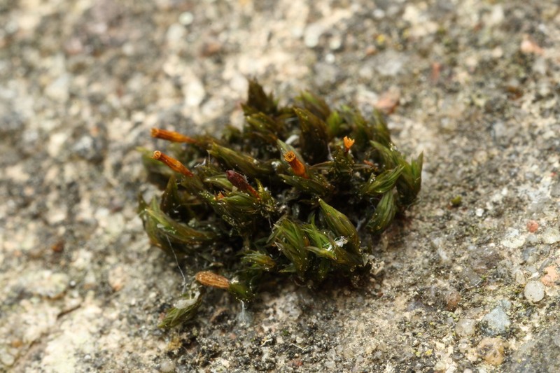 Orthotrichum Moss