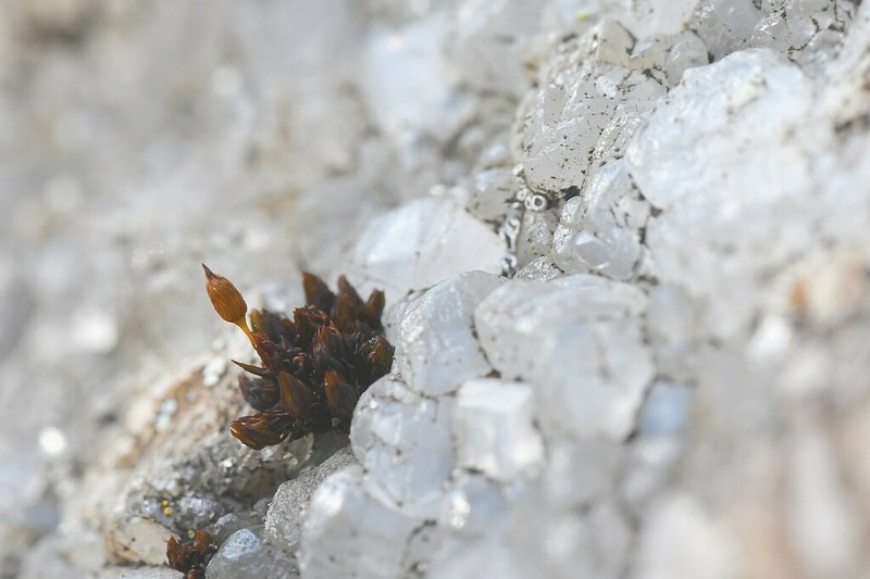 Orthotrichum Moss photo 2
