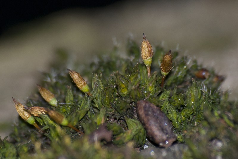 Orthotrichum Moss photo 3