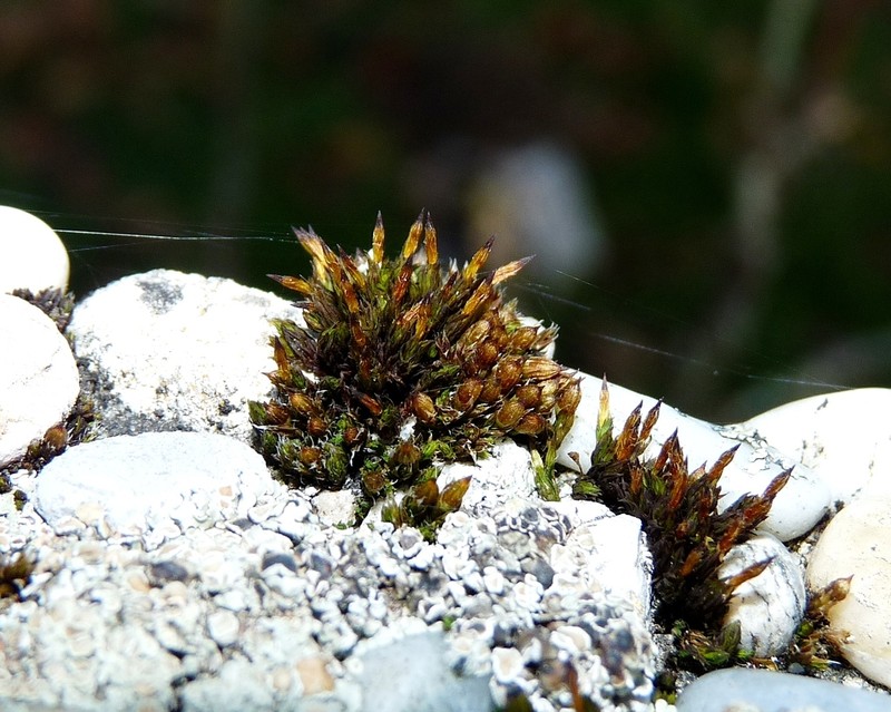 Orthotrichum Moss photo 4