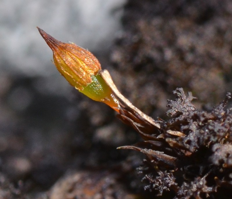 Orthotrichum Moss photo 5