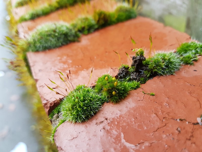 Orthotrichum Moss photo 6