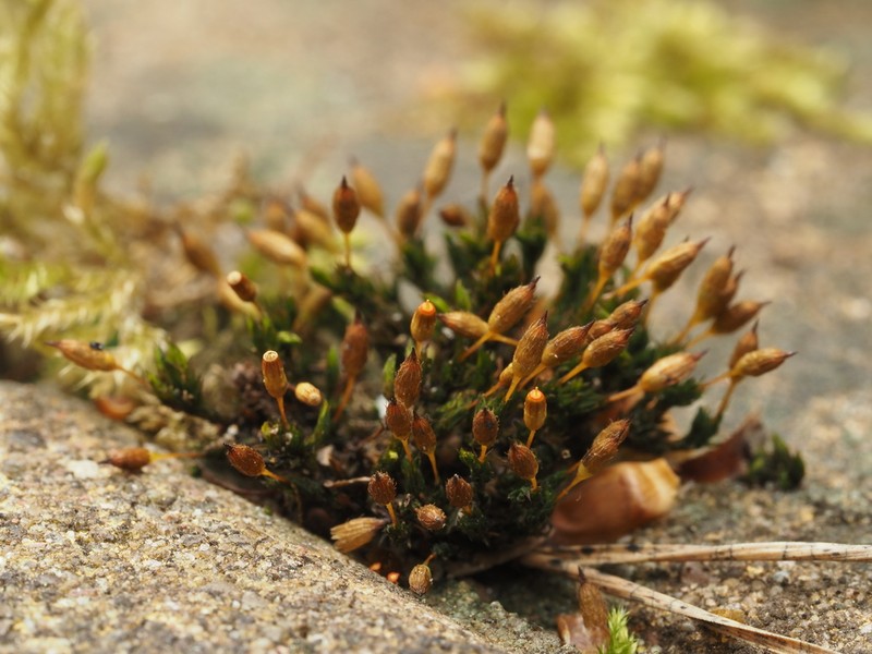 Orthotrichum Moss photo 7