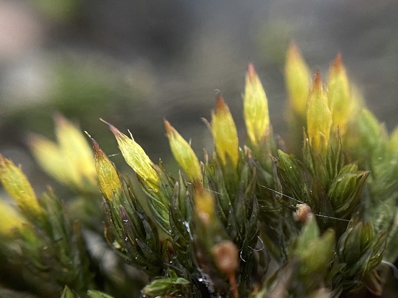 Orthotrichum Moss photo 8