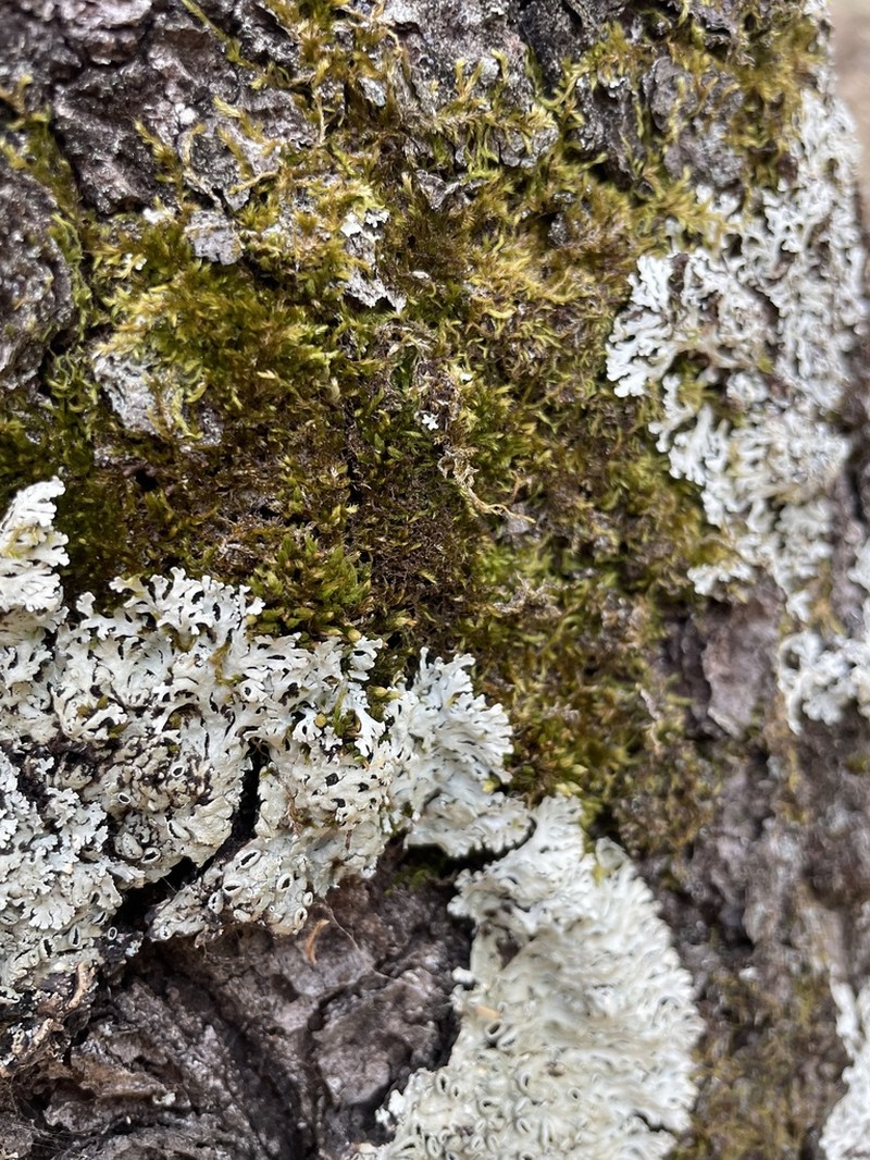 Bartram's Orthotrichum Moss