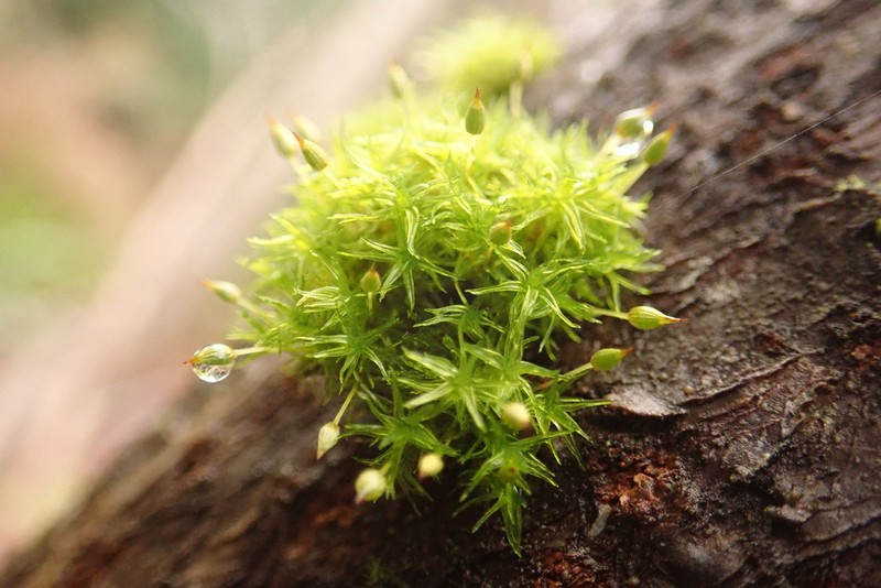 Orthotrichum Moss