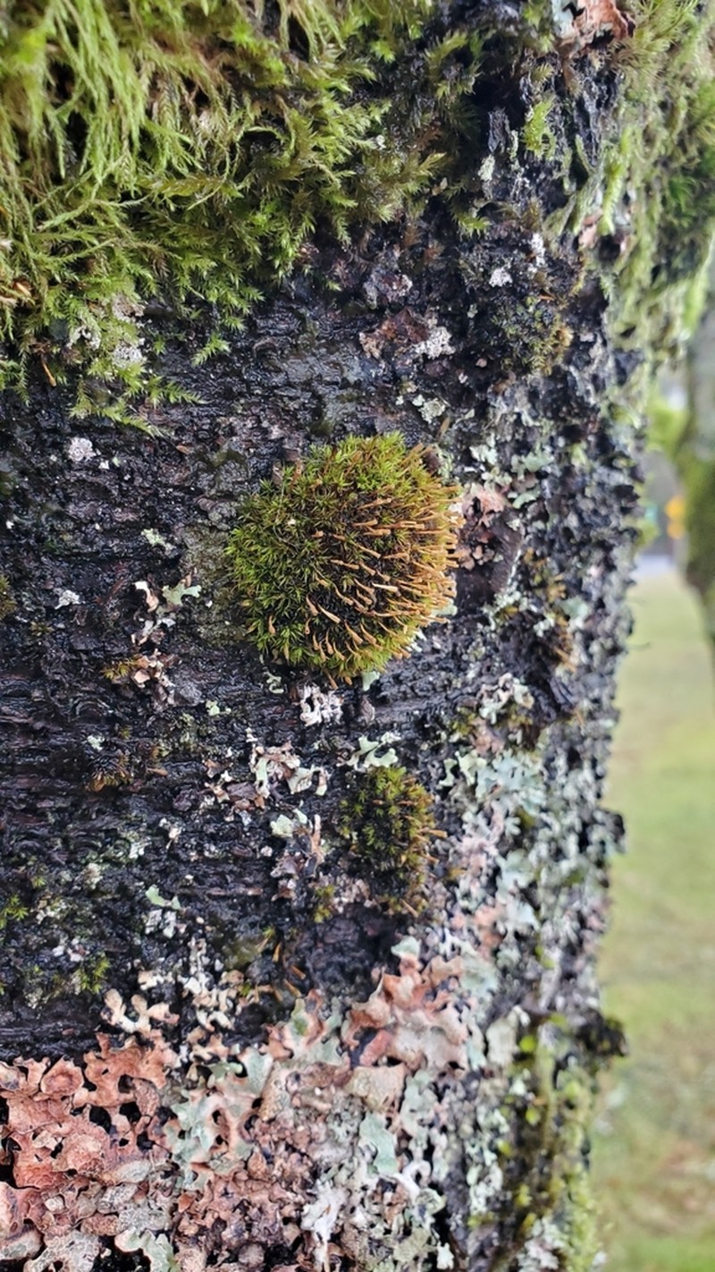 Orthotrichum Moss photo 2