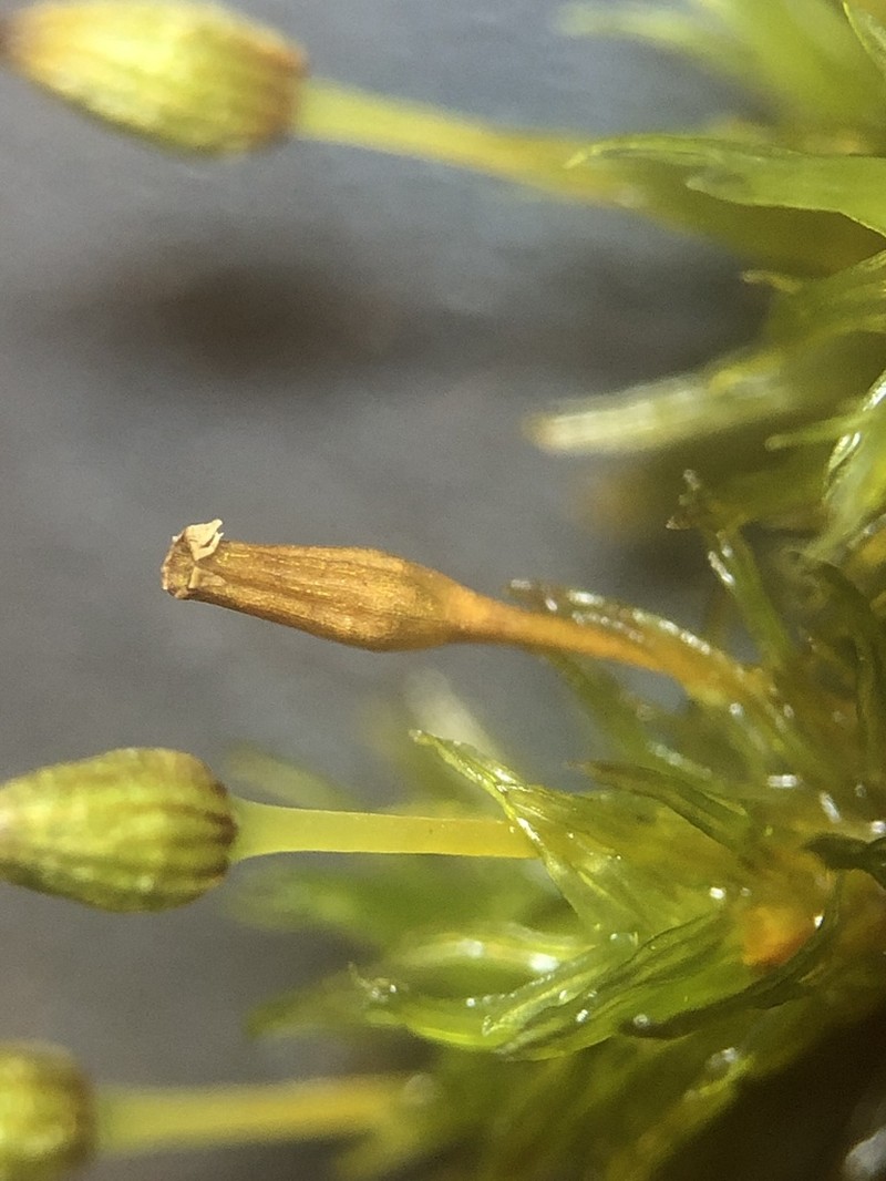 Orthotrichum Moss photo 3