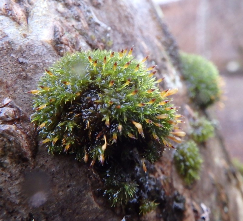 Orthotrichum Moss photo 4