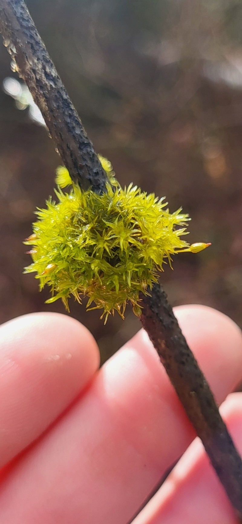 Orthotrichum Moss photo 5