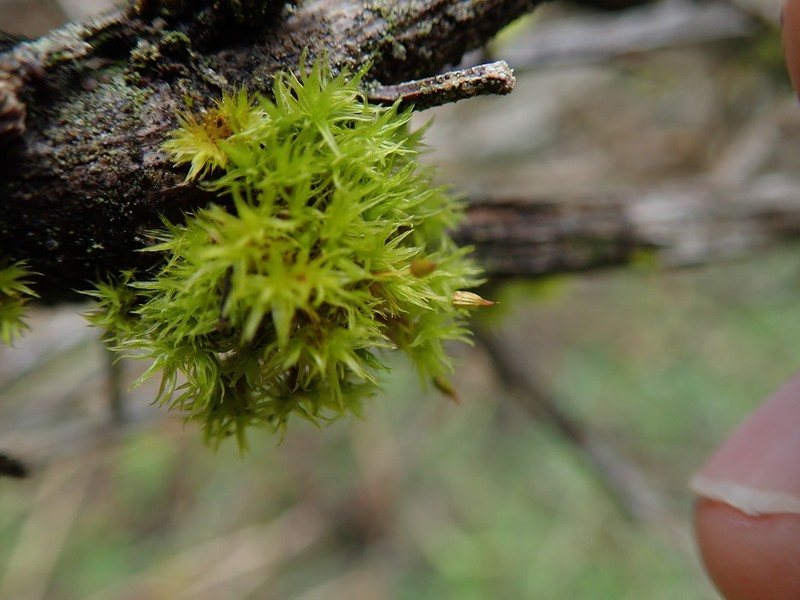 Orthotrichum Moss photo 6