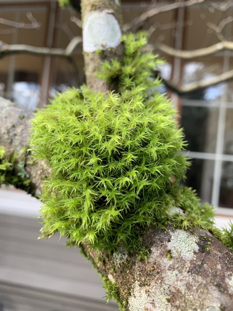 Orthotrichum Moss photo 7