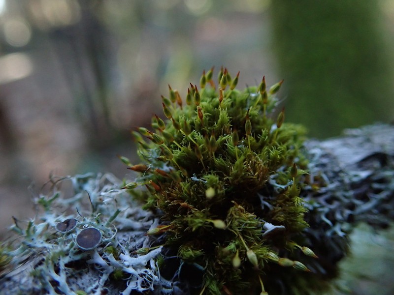 Orthotrichum Moss photo 8