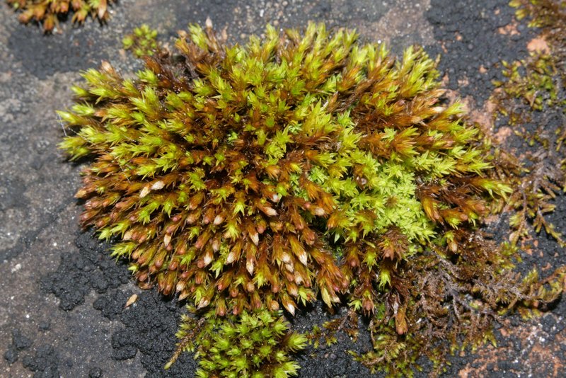 Orthotrichum Moss