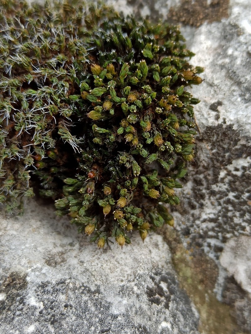Orthotrichum Moss