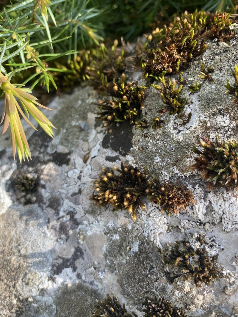 Orthotrichum Moss photo 2