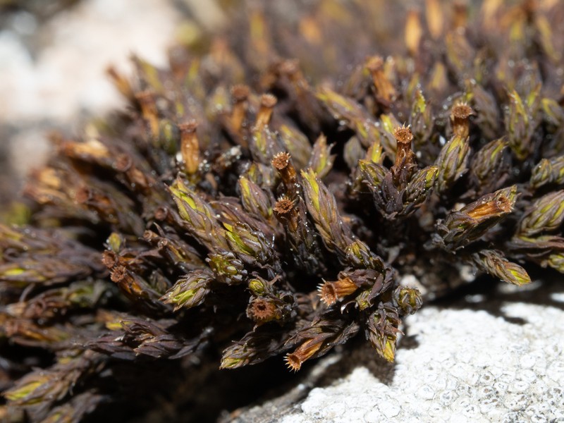 Orthotrichum Moss photo 3