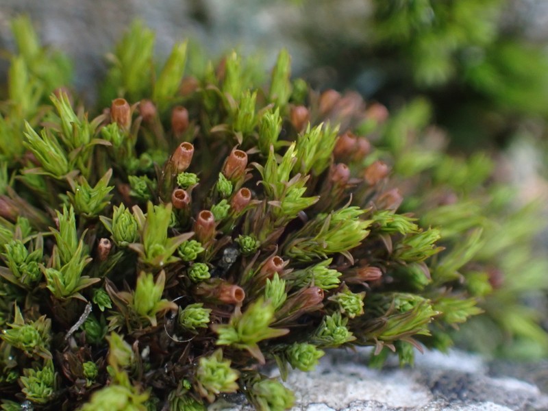 Orthotrichum Moss photo 4