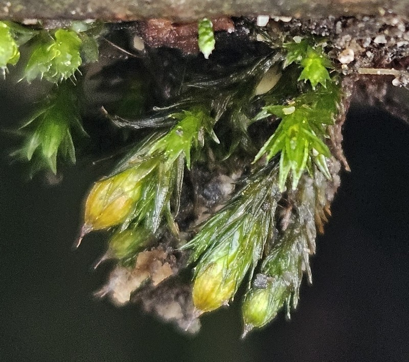Orthotrichum Moss photo 5