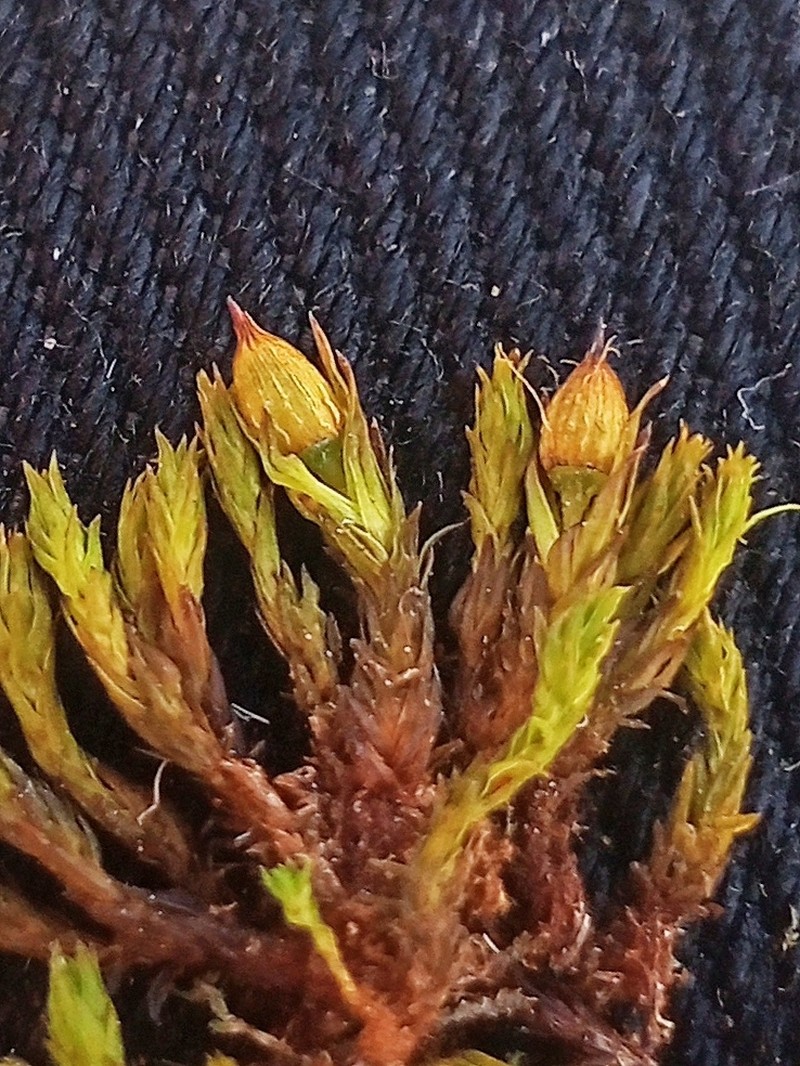 Orthotrichum Moss photo 6