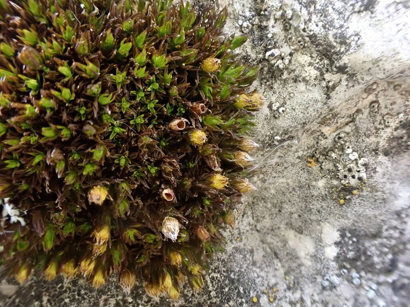 Orthotrichum Moss photo 7