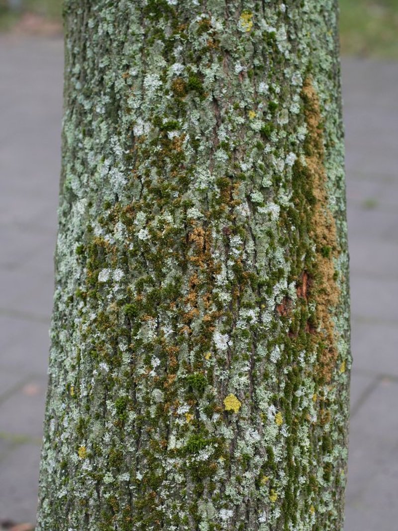 Orthotrichum Moss