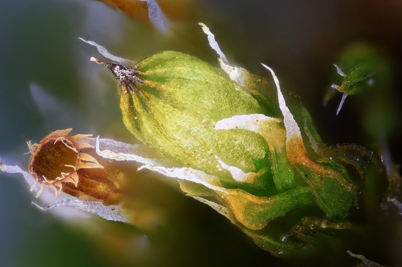Orthotrichum Moss